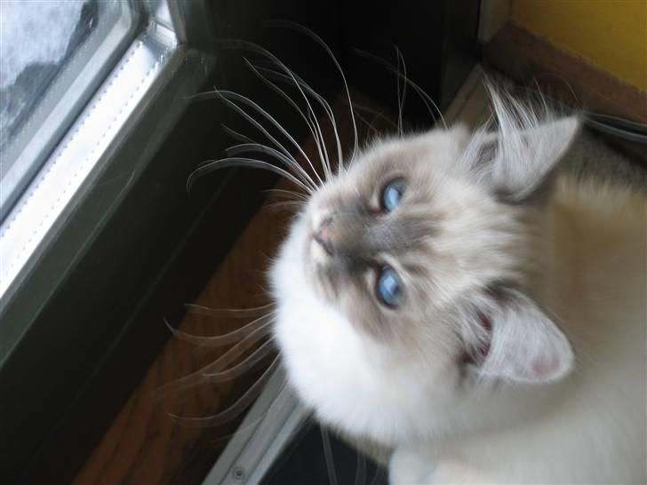 Hellig Birma Lucille billede 6