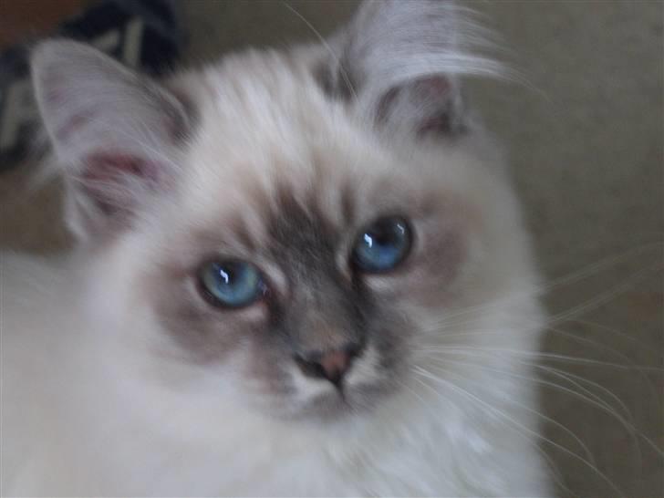 Hellig Birma Lucille billede 7