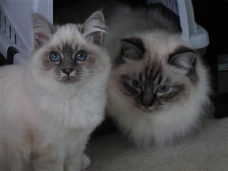 Hellig Birma Lucille billede 8