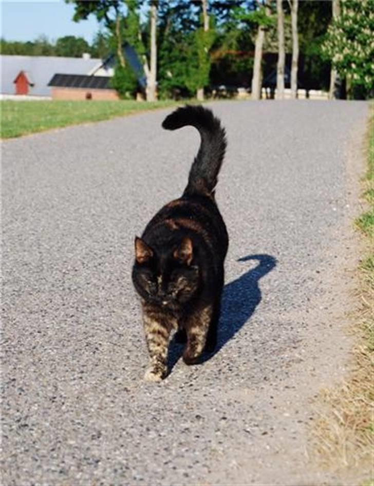 Huskat Bette Mus billede 7