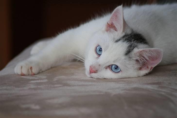 Huskat Miss Tequila - Velkommen til Tequila´s profil :D billede 1