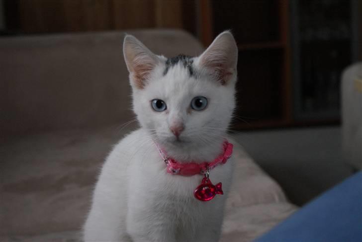 Huskat Miss Tequila billede 2