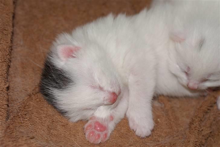 Huskat Miss Tequila - Helt lille og ny, og kun en uge gammel :) billede 3