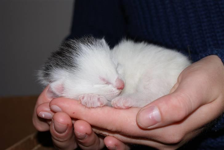 Huskat Miss Tequila billede 4