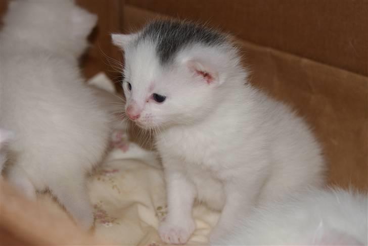 Huskat Miss Tequila - Her 3 uger gammel.. :D billede 5