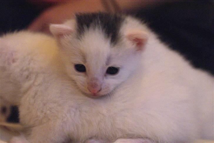 Huskat Miss Tequila billede 6