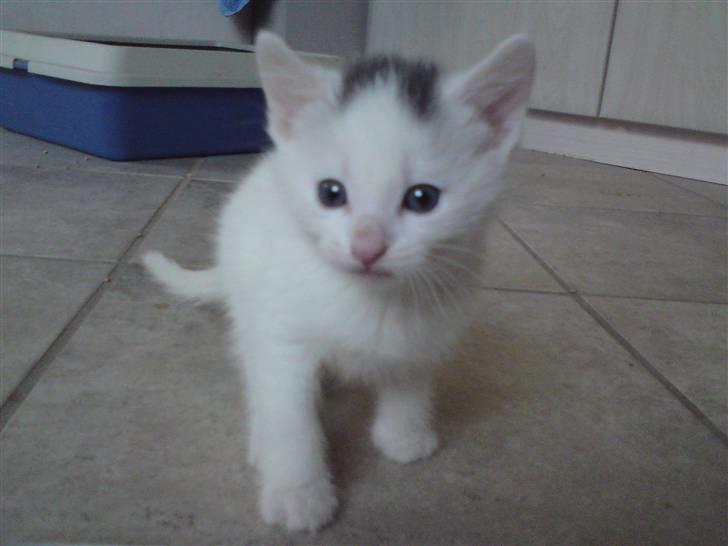 Huskat Miss Tequila - 5 uger gammel. :D billede 7