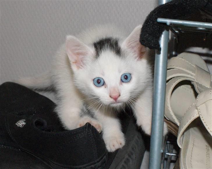 Huskat Miss Tequila - 7 uger gammel.. billede 8