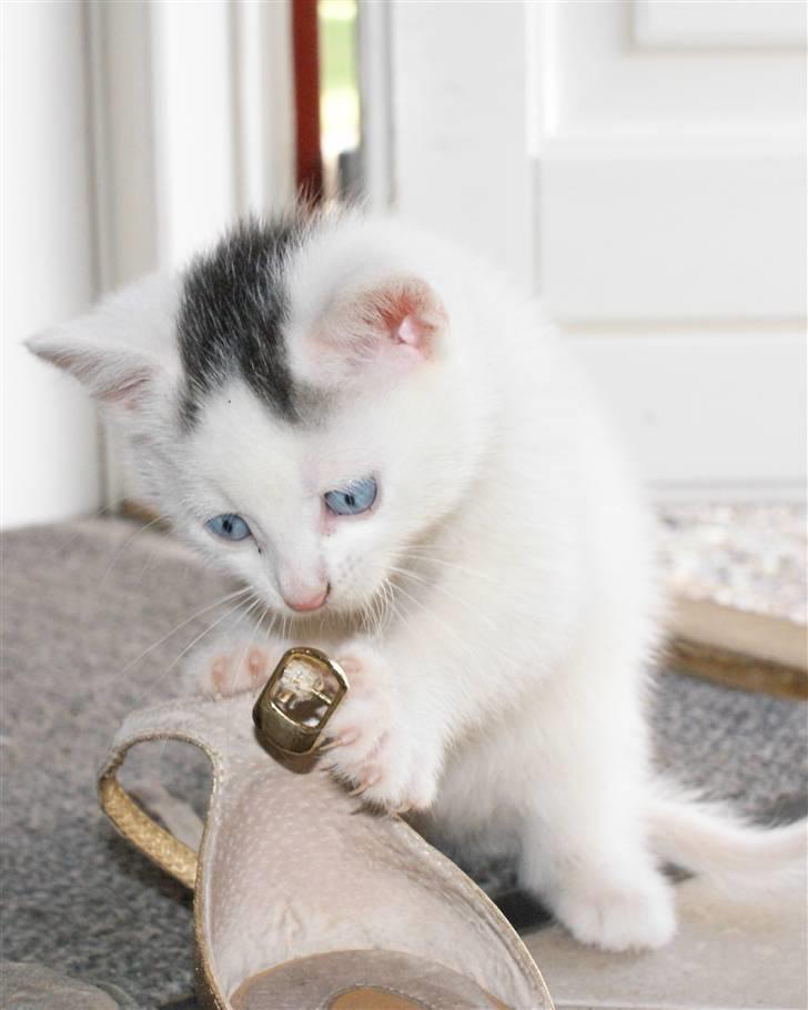 Huskat Miss Tequila billede 9