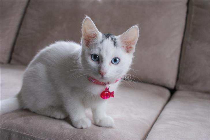 Huskat Miss Tequila billede 10