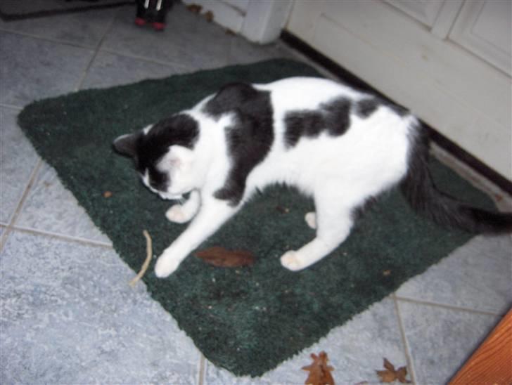 Huskat Plet * død i 2010 * - Plet er lige ved og undersøge hunden´s tykkepind :-)  billede 3