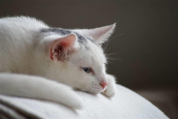 Huskat Miss Tequila billede 11