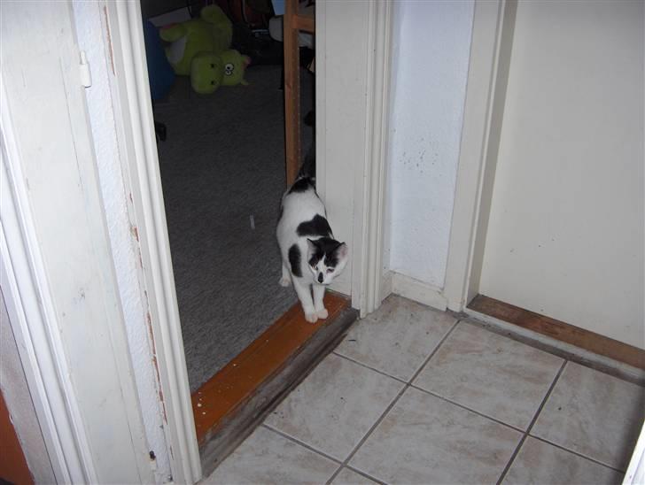 Huskat Plet * død i 2010 * billede 4