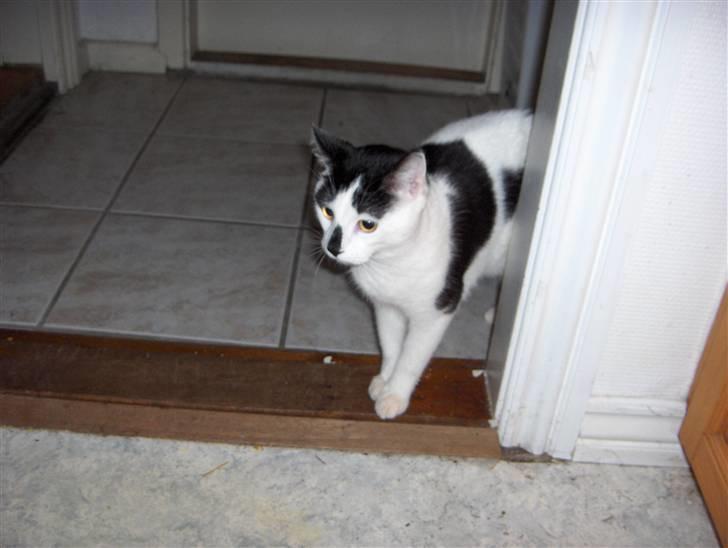 Huskat Plet * død i 2010 * billede 5