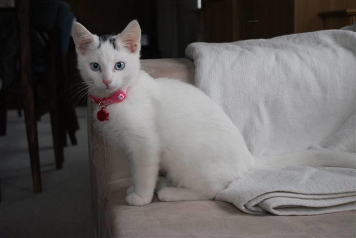 Huskat Miss Tequila billede 12