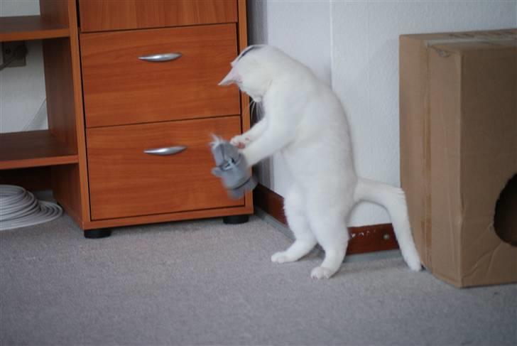 Huskat Miss Tequila billede 13