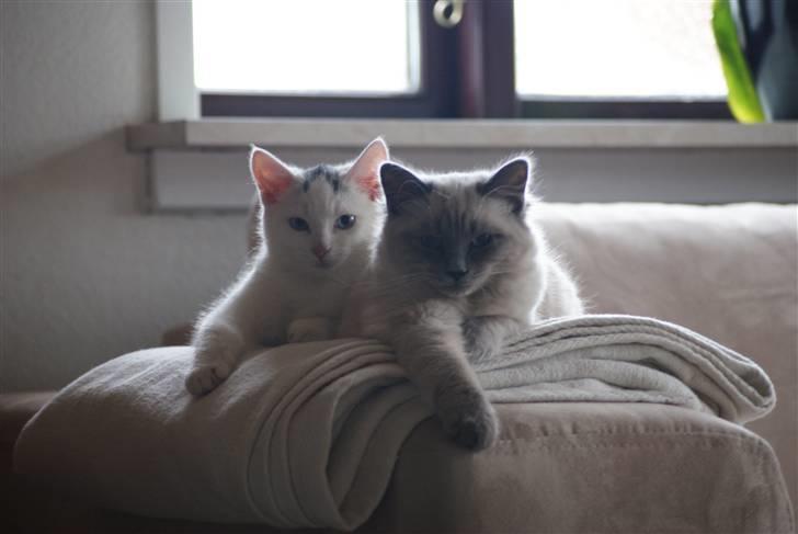 Huskat Miss Tequila billede 14