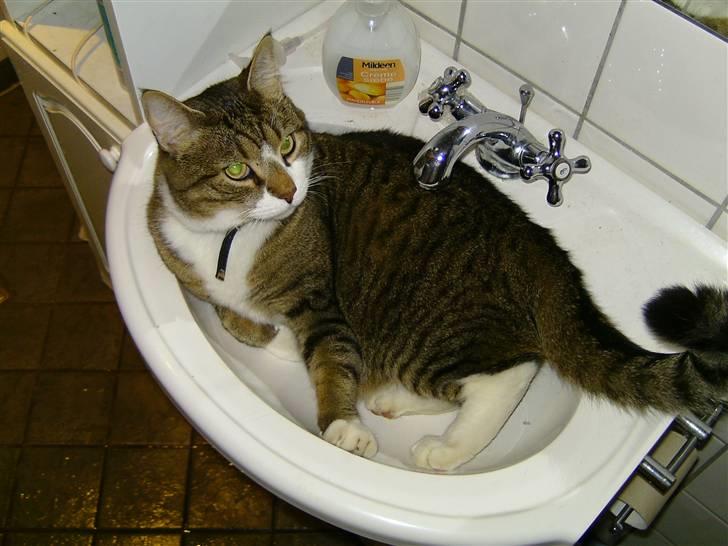 Blanding af racer Charlie billede 13