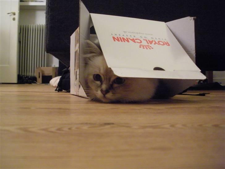 Hellig Birma La Mira billede 7