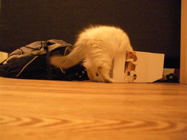 Hellig Birma La Mira billede 8