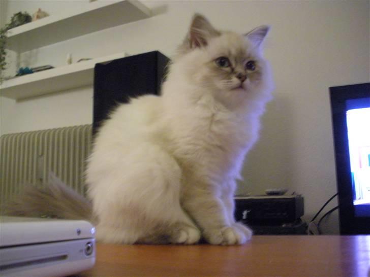 Hellig Birma La Mira billede 9