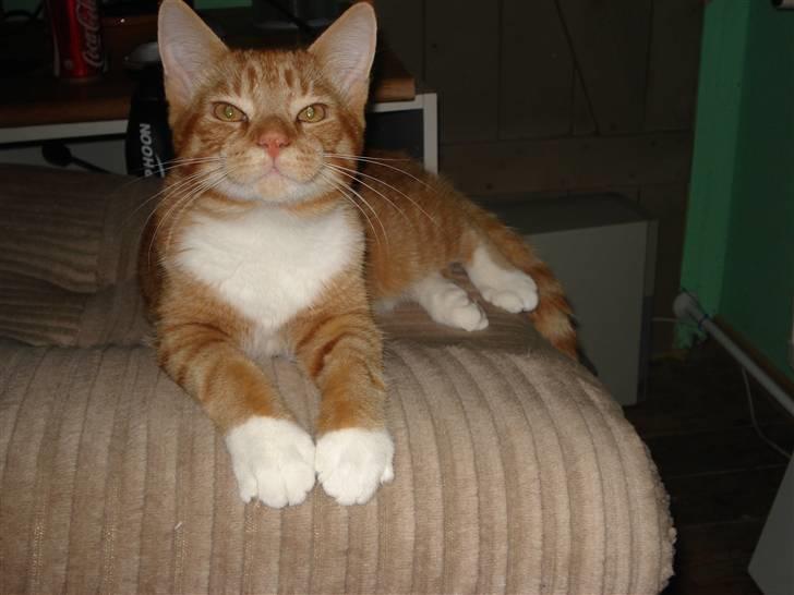 Blanding af racer Relan billede 11