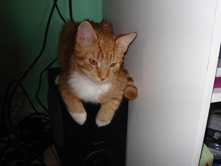 Blanding af racer Relan billede 12