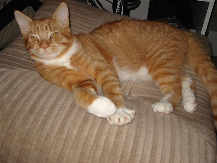 Blanding af racer Relan billede 13