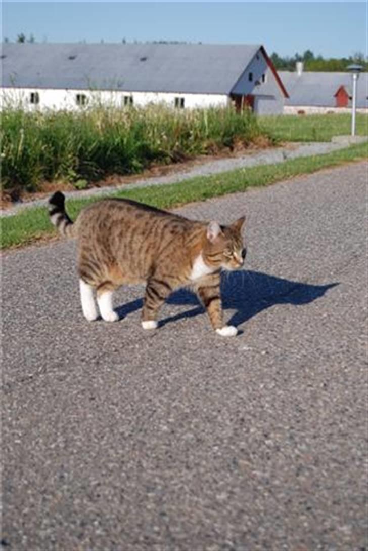 Huskat Renaissance billede 1