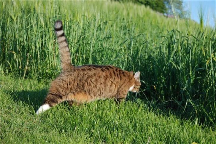 Huskat Renaissance billede 2