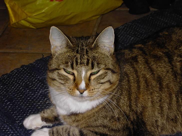 Huskat Renaissance billede 3