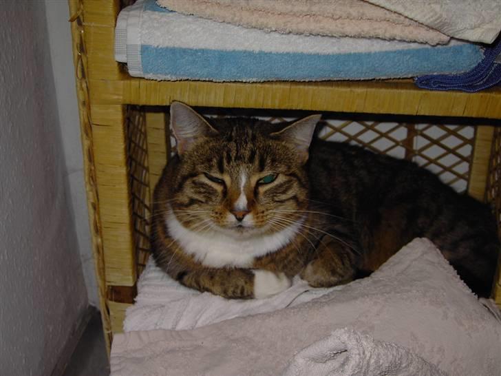 Huskat Renaissance billede 4