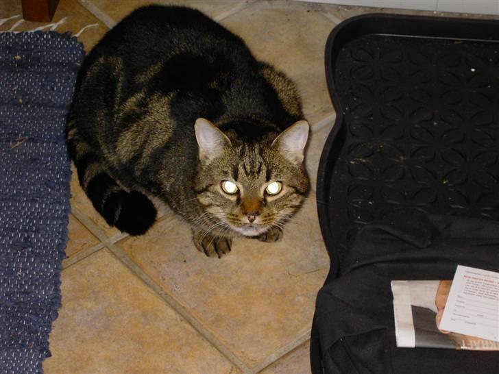 Huskat Kugle billede 1