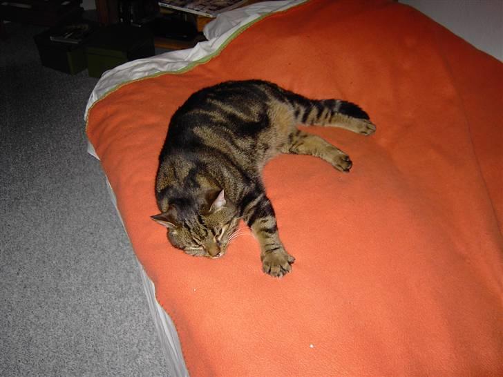 Huskat Kugle billede 2