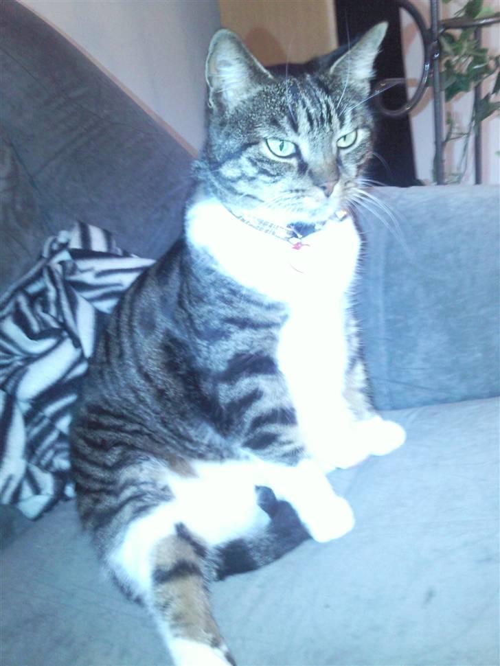 Huskat Fini - Er det allerede morgen? billede 1