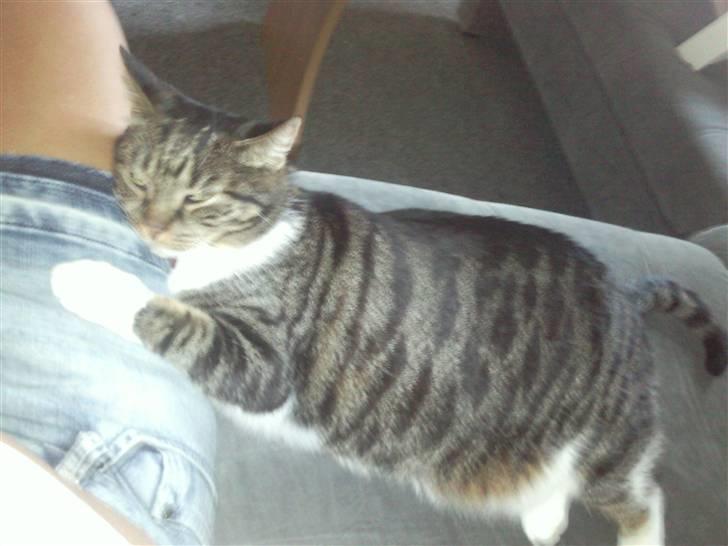 Huskat Fini - Jeg hygger mig en sommer dag, det er måske lidt varmt for en kat.? billede 3