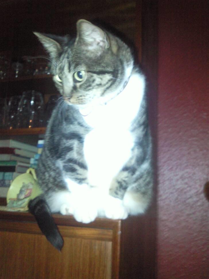 Huskat Fini - Nysgerrig, på besøg hos mormor (: der gemmer sig mus under stolen. billede 4