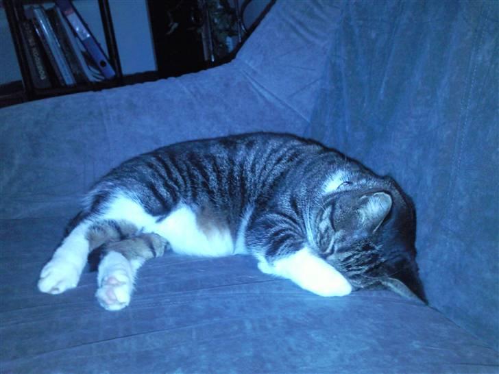 Huskat Fini - Kan vi ikke skrue lidt op for varmen, mor? billede 6