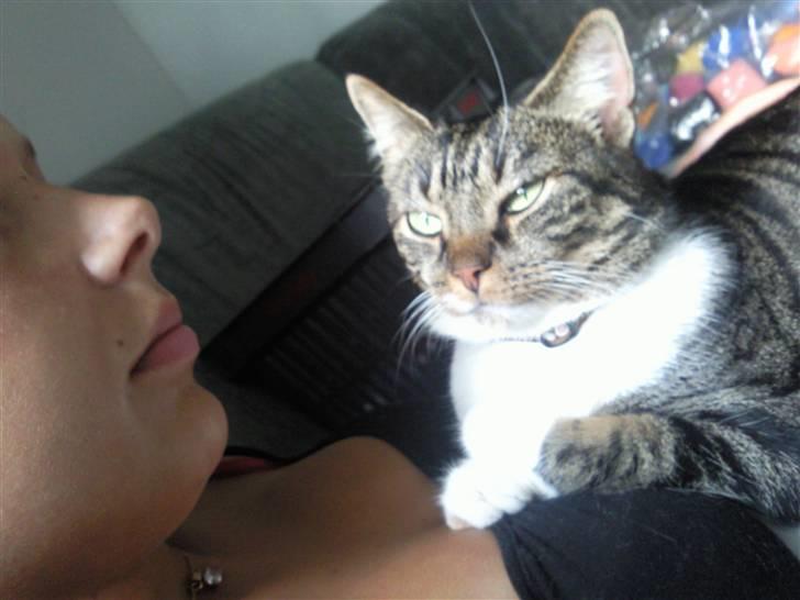 Huskat Fini - Liger jeg en majestæt?  billede 7