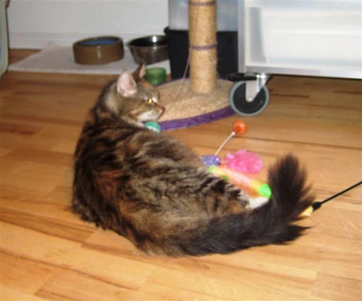 Blanding af racer Miv - Den 27. november 2009 og det går stærkt fremad med Miv. billede 6