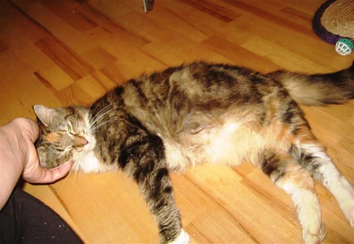 Blanding af racer Miv - En rigtig nusse trold med en stor mave fyldt med killinger. billede 7