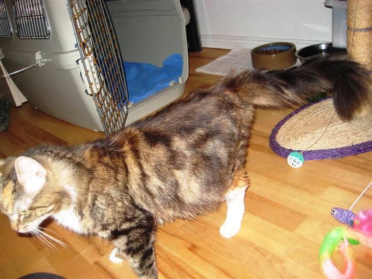 Blanding af racer Miv billede 8