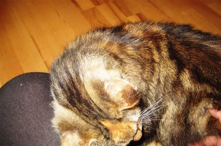 Blanding af racer Miv billede 9