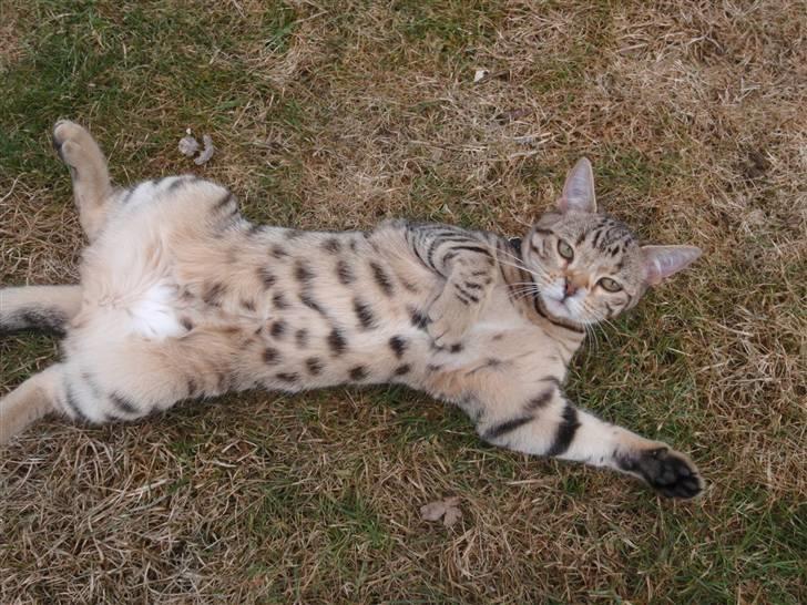 Blanding af racer Isis - Isis billede 1