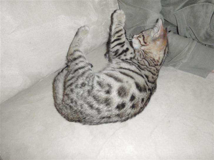 Blanding af racer Isis billede 3