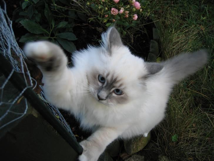 Hellig Birma Tøffe billede 4