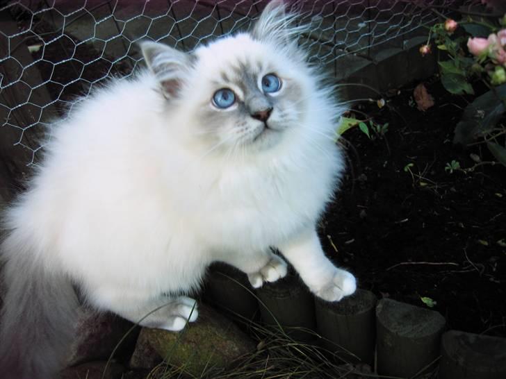 Hellig Birma Tøffe billede 5