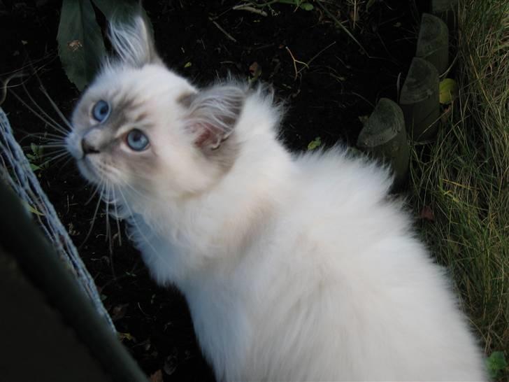 Hellig Birma Tøffe billede 6