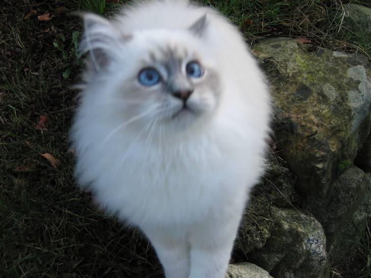 Hellig Birma Tøffe billede 7