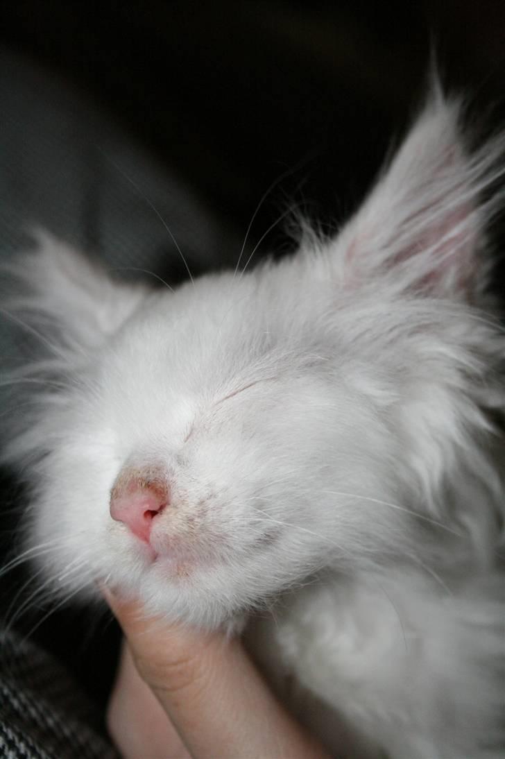 Maine Coon Simba billede 5